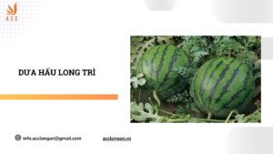 Dưa hấu Long Trì