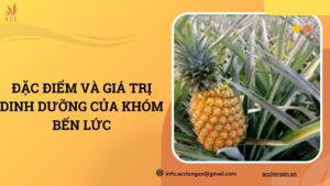 Đặc điểm và giá trị dinh dưỡng của khóm Bến Lức