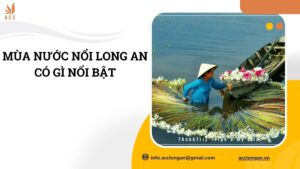 Mùa nước nổi Long An có gì nổi bật