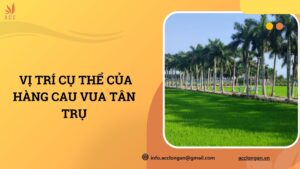  Vị trí cụ thể của hàng cau vua Tân Trụ