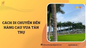 Cách di chuyển đến hàng cau vua Tân Trụ