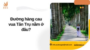 Đường hàng cau vua Tân Trụ nằm ở đâu