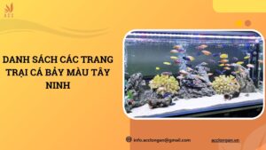 Danh sách các trang trại cá bảy màu Tây Ninh.jpg