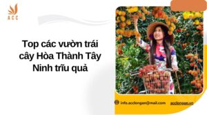 Top các vườn trái cây Hòa Thành Tây Ninh trĩu quả.jpg