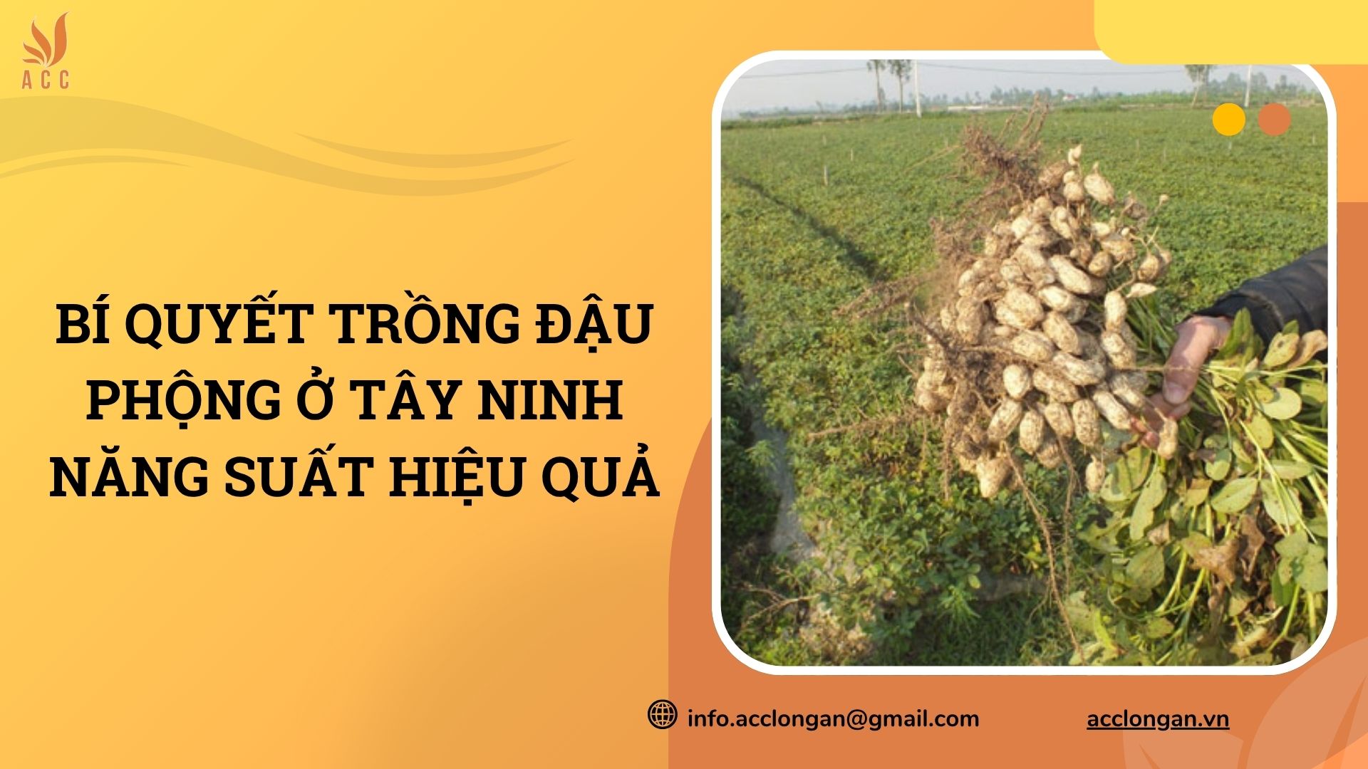 Bí quyết trồng đậu phộng ở Tây Ninh năng suất hiệu quả
