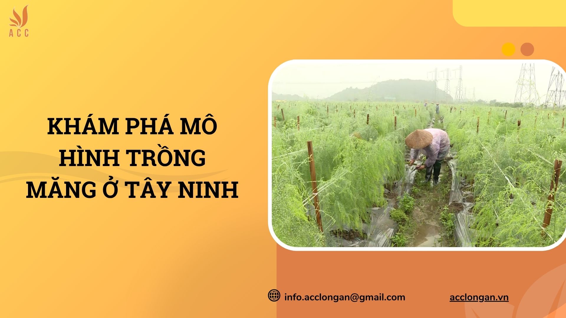 Khám phá mô hình trồng măng ở Tây Ninh