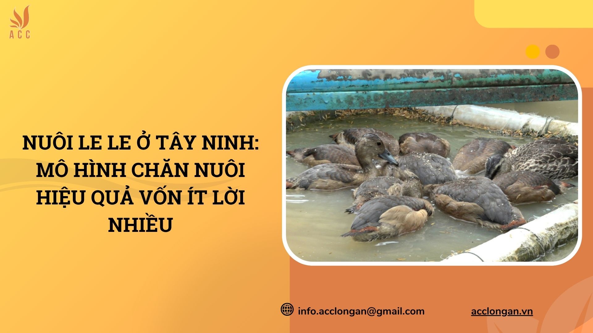 Nuôi le le ở Tây Ninh: Mô hình chăn nuôi hiệu quả vốn ít lời nhiều