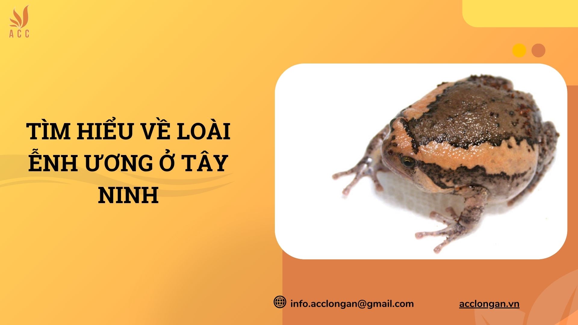 Tìm hiểu về loài ễnh ương ở Tây Ninh