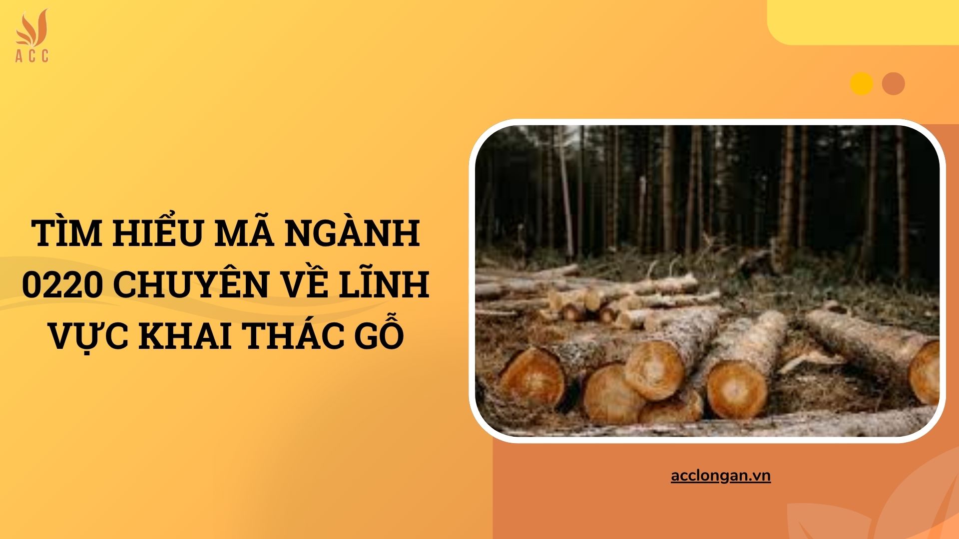 Tìm hiểu mã ngành 0220 chuyên về lĩnh vực khai thác gỗ